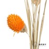 永生花材 | 单头千日红橙色 商品缩略图2