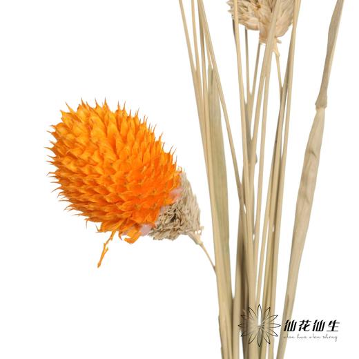 永生花材 | 单头千日红橙色 商品图2