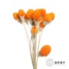 永生花材 | 单头千日红橙色 商品缩略图3