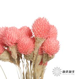 永生花材 | 单头千日红粉色