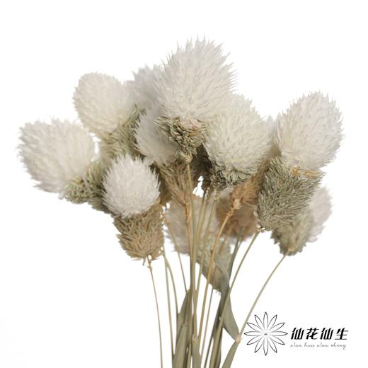 永生花材 | 单头千日红白色 商品图3