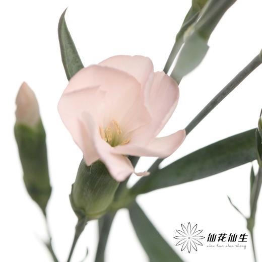 多头康乃馨 | 蝴蝶康少女 商品图3