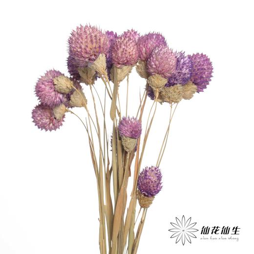 永生花材 | 单头千日红浅紫 商品图3