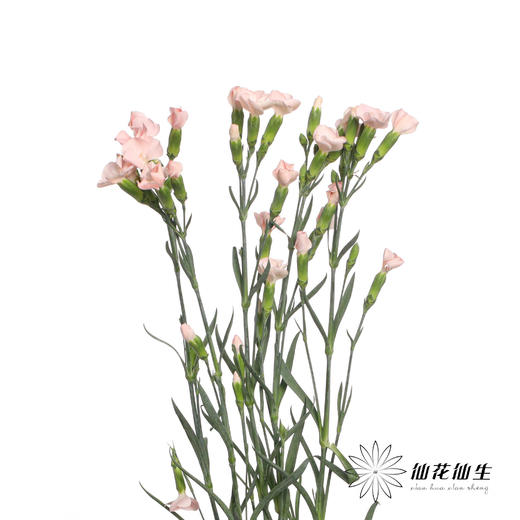 多头康乃馨 | 蝴蝶康少女 商品图1