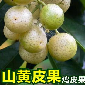 500g鲜冻三黄皮果【-18】
