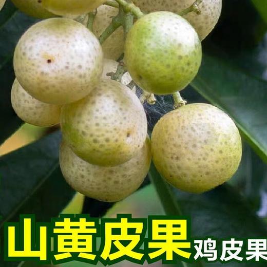 500g鲜冻三黄皮果【-18】 商品图0