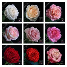 【嘉荷玫瑰“够多价廉”合集】（嘉荷）长度随机发