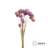 永生花材 | 单头千日红浅紫 商品缩略图1