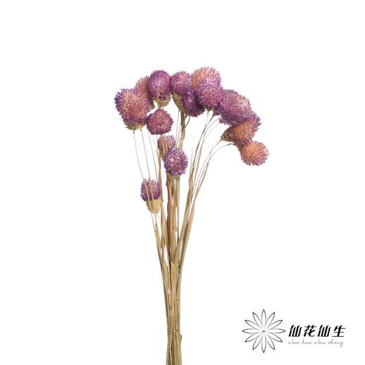 永生花材 | 单头千日红浅紫 商品图1