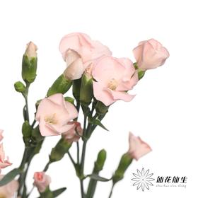 多头康乃馨 | 蝴蝶康少女