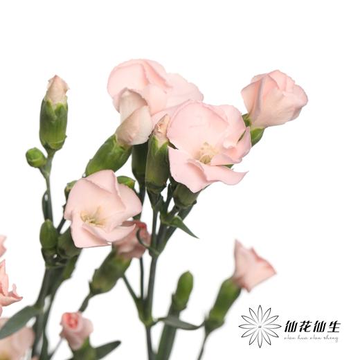 多头康乃馨 | 蝴蝶康少女 商品图0