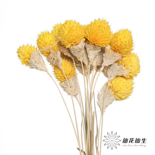 永生花材 | 单头千日红黄色 商品图1