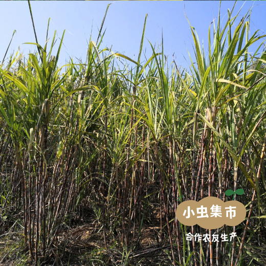 云南生态黄冰糖 500g/罐 | 合作农友生产，来自云南普洱，生产者：张雄 &【公平贸易农人定价】 商品图8