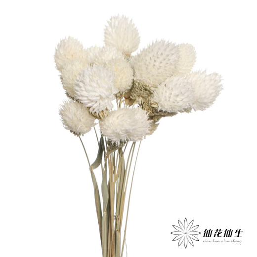 永生花材 | 单头千日红白色 商品图1