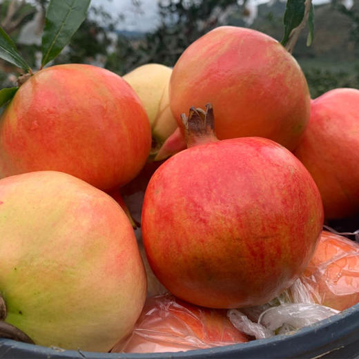 【酸酸甜甜 圆润可爱 香脆可口】云南蒙自石榴 3-9斤新鲜硬仔甜石榴 香甜爽口 嫩滑多汁 应季水果礼盒-QQ 商品图2