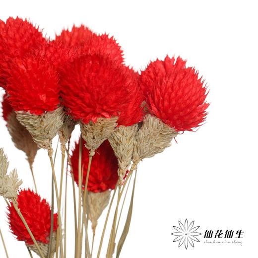 永生花材 | 单头千日红红色 商品图3