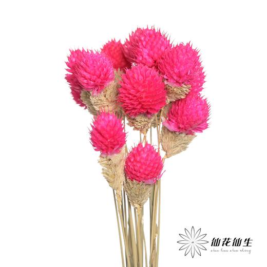 永生花材 | 单头千日红玫红 商品图4