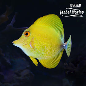 黄丹吊 A