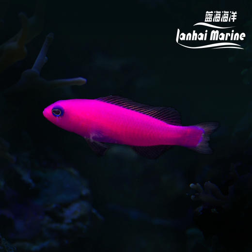 紫草莓 商品图0