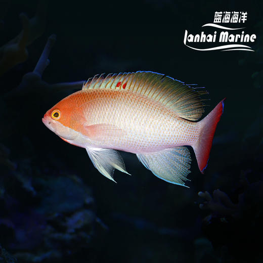 粉红宝石 商品图0