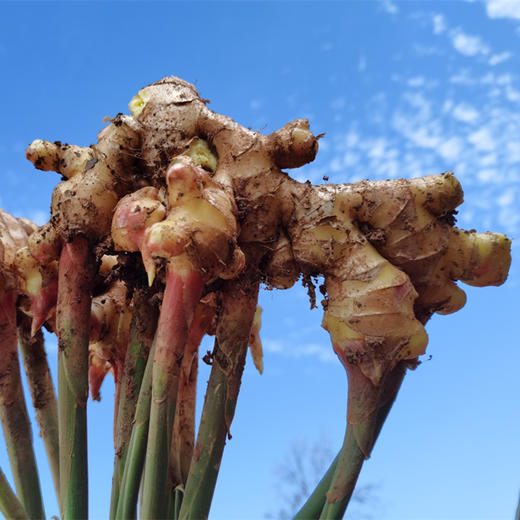 生态小黄姜/生姜【中年姜】1斤/3斤/5斤（基地直发-京东包邮）| 多种规格，来自云南五华区＆屏边县，生产者：李建平【合作生产，公平贸易】 商品图6