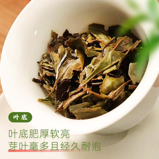 正宗福鼎老白茶2018年花香白牡丹独立包装小方片紧压便携小茶饼干茶50g CM 商品图3