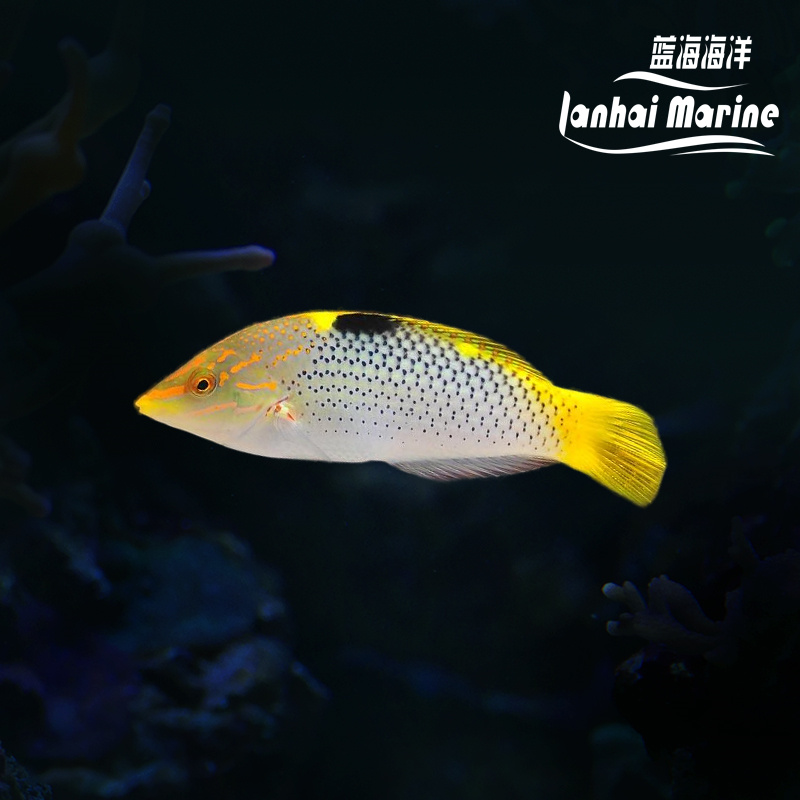 黄花龙（除蚓螺）