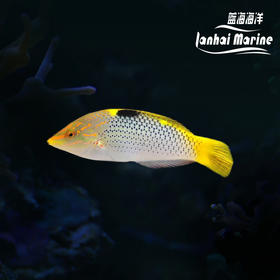 黄花龙（除蚓螺）