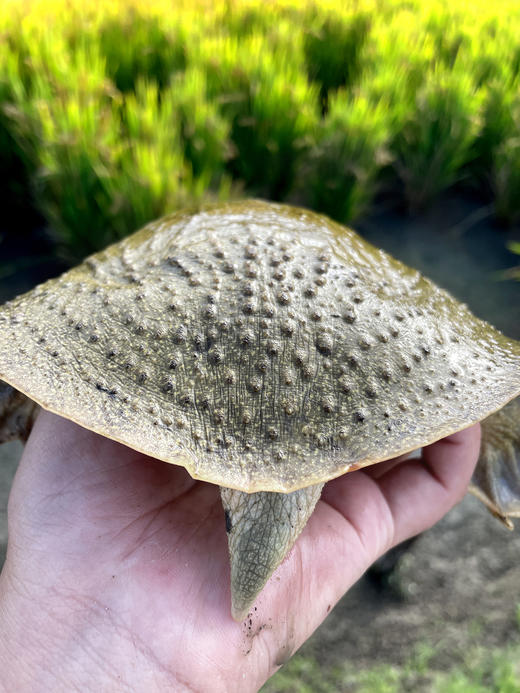 【分销】稻田里的甲鱼 农家户外稻田河流自然生长精品高品质鳖 商品图4