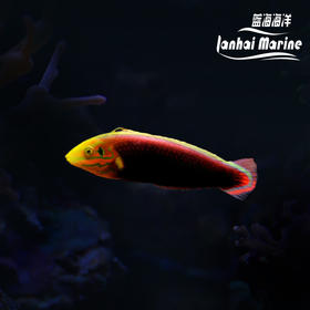 东非烈焰龙（除蚓螺）