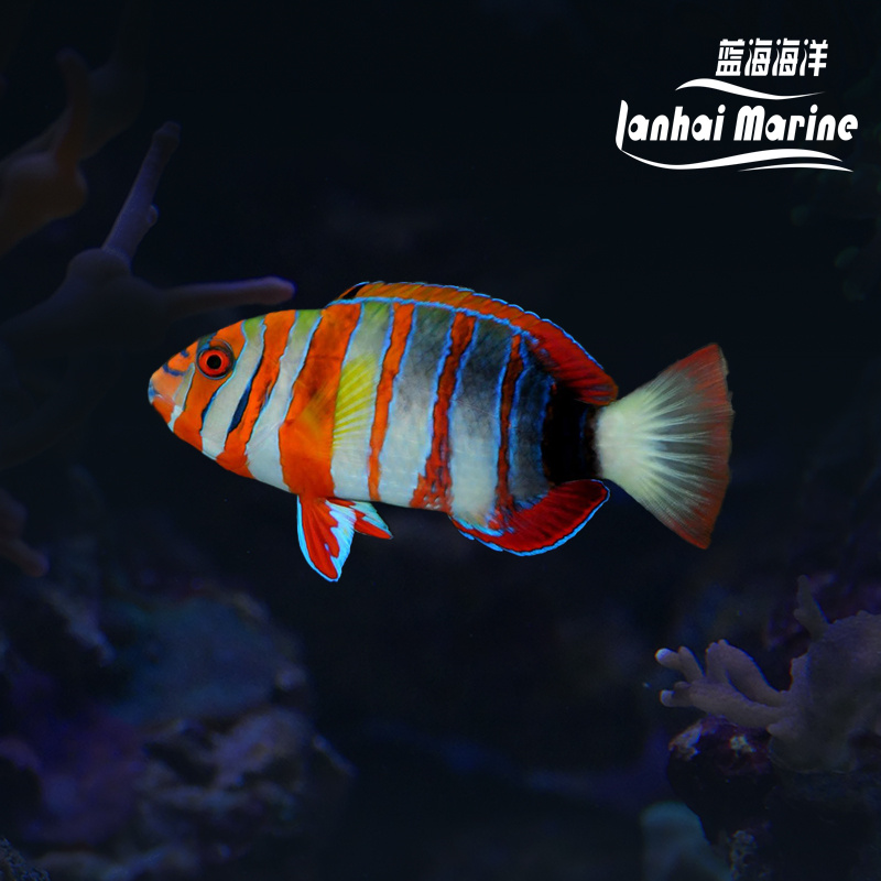 藩王