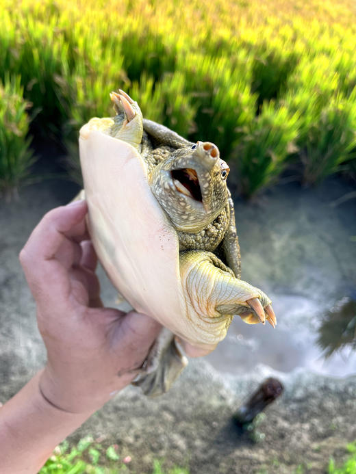 【分销】稻田里的甲鱼 农家户外稻田河流自然生长精品高品质鳖 商品图1