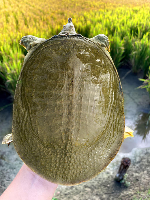 【分销】稻田里的甲鱼 农家户外稻田河流自然生长精品高品质鳖 商品图3