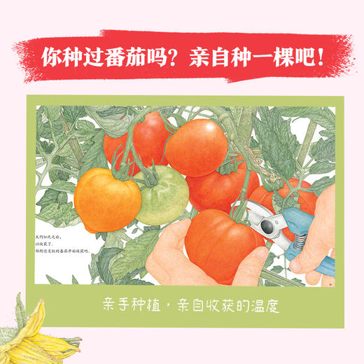 诺贝尔科学馆：番茄（精）(3岁+) 商品图2