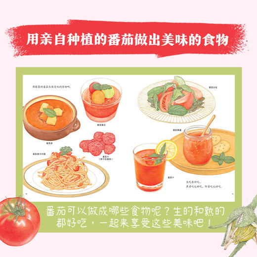 诺贝尔科学馆：番茄（精）(3岁+) 商品图4