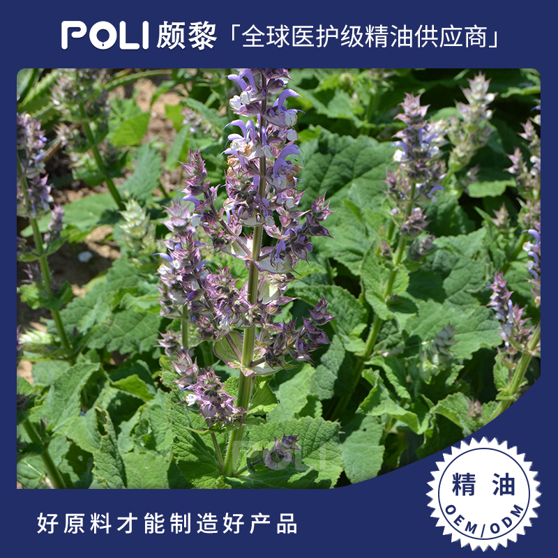 埃及进口快乐鼠尾草精油原料埃及单方精油颇黎进口精油批发