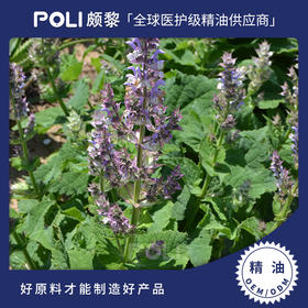 埃及进口快乐鼠尾草精油原料埃及单方精油颇黎进口精油批发