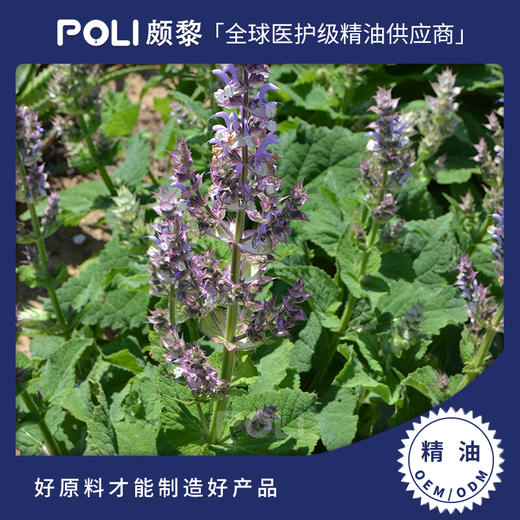 埃及进口快乐鼠尾草精油原料埃及单方精油颇黎进口精油批发 商品图0