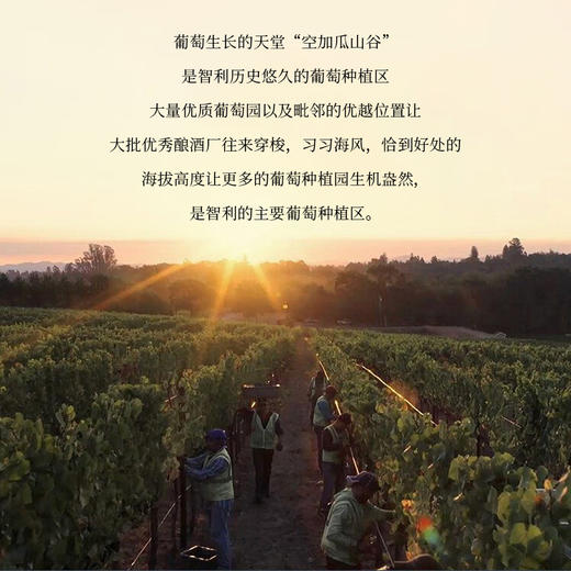 智利进口赤龙狄赤霞珠750ml 商品图4