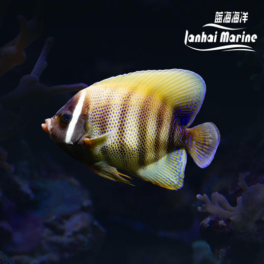 六间仙 商品图0