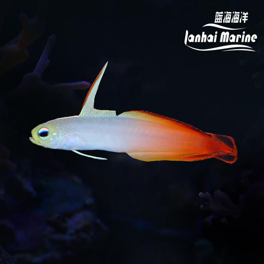 雷达 红雷达 大口线塘鳢 商品图0