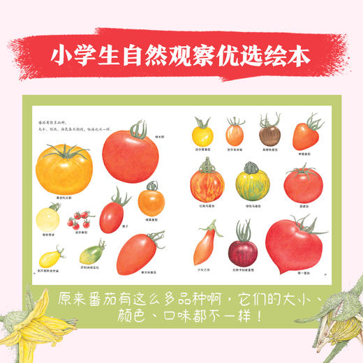 荒井真纪自然观察绘本：全3册（精）（3岁+） 商品图3