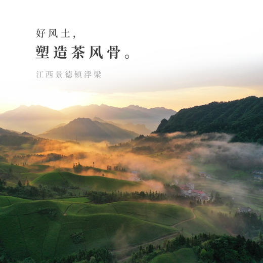 【观山社】浮梁绿茶80g 商品图4