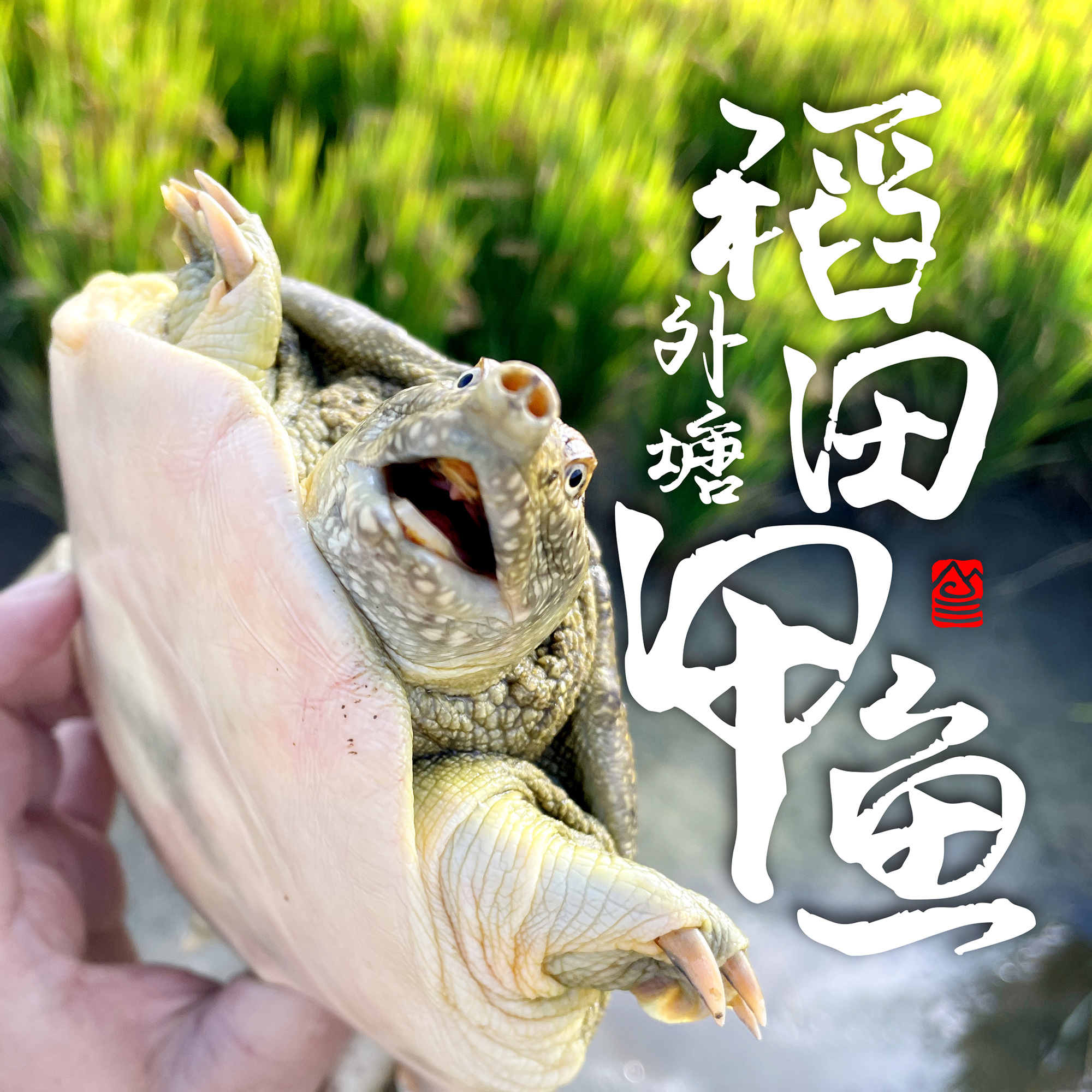 【分销】稻田里的甲鱼 农家户外稻田河流自然生长精品高品质鳖