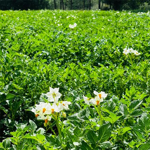 城乡互助·复兴一亩地 ——010大地公益 商品图4