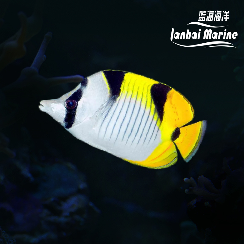 金双印蝶