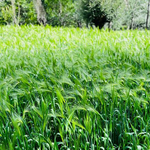 城乡互助·复兴一亩地 ——010大地公益 商品图3