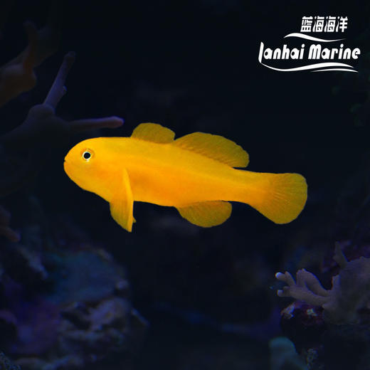 黄蟋蟀 商品图0