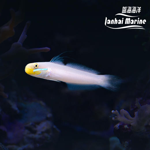 金头虾虎 商品图0