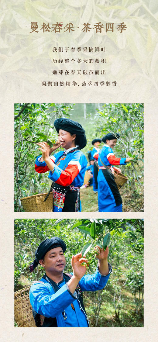 礼遇专场| 曼松生茶龙珠 | 云南发货 商品图6